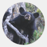 bear round stickers