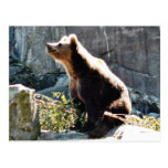 Bear Sniffing The Air In Wild Post Cards