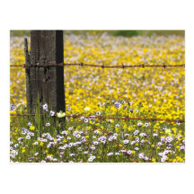 Bear Valley Wildflowers... Post Cards