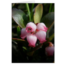 Bearberry Blossoms, Arctostaphylos uva-ursi Greeting Card