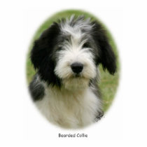 Bearded Collie 9Y049D-018 Photo Cut Outs