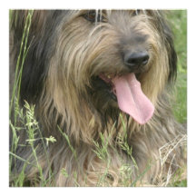 Bearded Collie Dog Invitation