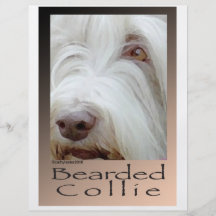 Bearded Collie Flyer Design
