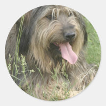 Bearded Collie Stickers