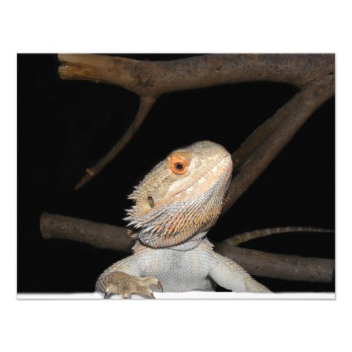 Bearded dragon 2 personalized invitations