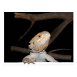 Bearded dragon 2 post card