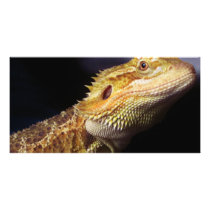 Bearded Dragon Head 2 Customized Photo Card
