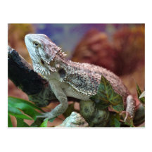 Bearded Dragon Postcard