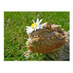 Bearded dragon postcards