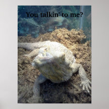 Bearded Dragon Poster