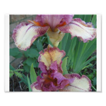 Bearded Iris 4 Photograph
