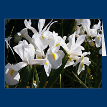 Bearded Iris cards
