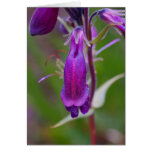 Beard's Tongue.Crested Butte Card