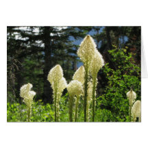 Beargrass Notecard