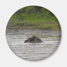 Bears Fighting Magnet