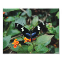 Beatiful Butterfly Photo Print