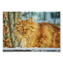 Beau chat photographe