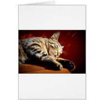 Beau chat tigré carte de vœux