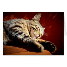 Beau chat tigré carte de vœux