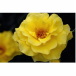 Beau Floribunda, jaune Photo Sculpture