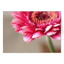 Beau gerbera rose sur le beige cartes