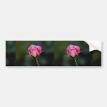 Beau grandiflora s'est levé 'Parfait rose Autocollants Pour Voiture