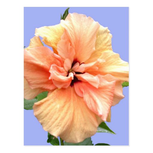 Beau Plumeria rose et jaune Carte Postale