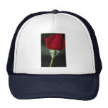 Beau rose de thé hybride 'Chrysler Imperial Casquette
