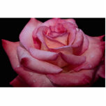 Beau rose de thé hybride 'Elegance pur Photo En Relief