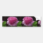Beau rose de thé hybride 'Heirloom Adhésifs Pour Voiture