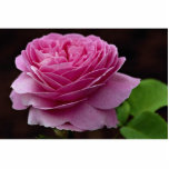 Beau rose de thé hybride 'Heirloom Découpage En Acrylique