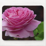 Beau rose de thé hybride 'Heirloom Tapis De Souris