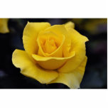 Beau rose de thé hybride photo en relief