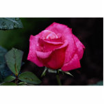 Beau rose de thé hybride 'premier Prize Photos En Relief