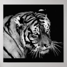 Beau tigre en noir et blanc posters