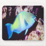 Beau turquoise-scare, sur un mousepad tapis de souris