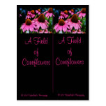 Beaucoup de carte postale de signet de Coneflowers