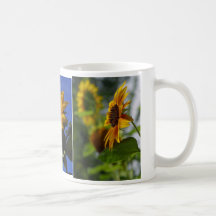 Beauté des tournesols tasses