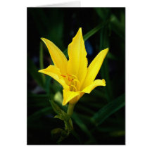 Beauté d'or cards