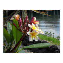 Beauties of Hawaii Post Card