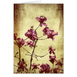 Beautifu magnolia on grunge background cards