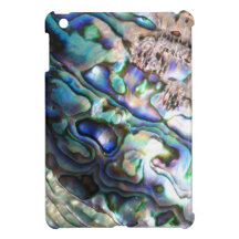 Beautiful abalone shell