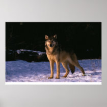beautiful animals of the wild poster
