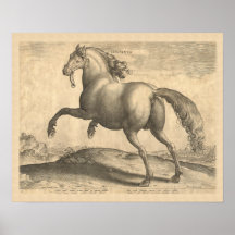 Beautiful Antique Spanish Stallion Elegant Print