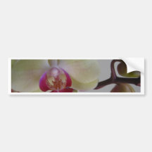 Beautiful Baby Yellow Orchids Bumper Stickers