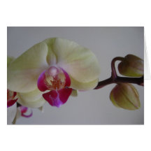 Beautiful Baby Yellow Orchids Card