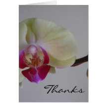 Beautiful Baby Yellow Orchids Greeting Cards