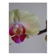 Beautiful Baby Yellow Orchids Post Cards