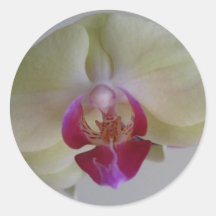 Beautiful Baby Yellow Orchids Round Stickers