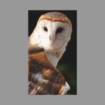 Beautiful Barn Owl canvas print canvas prints